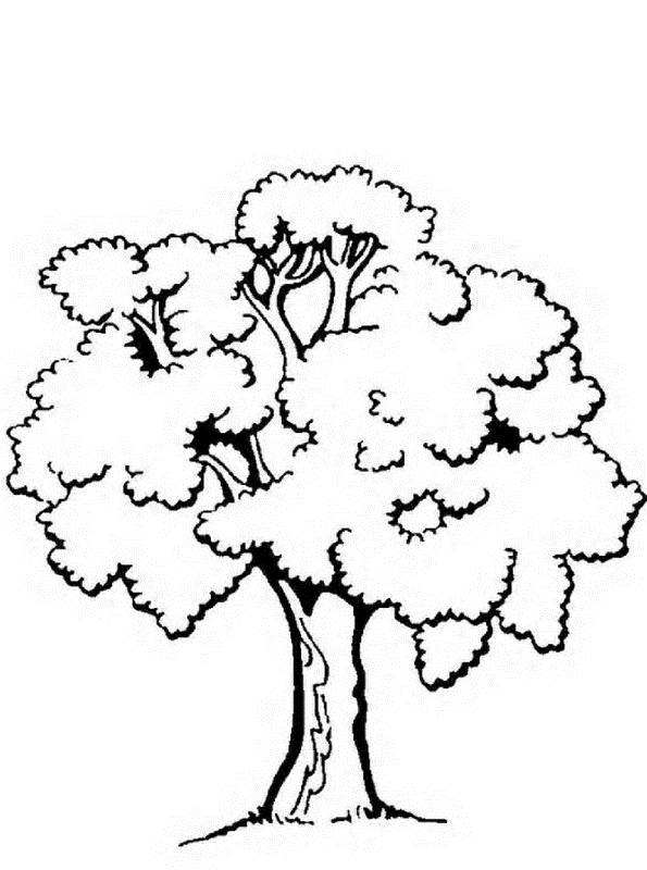 Kids-n-fun.de | Malvorlage Bäume und Blätter Bäume und Blätter